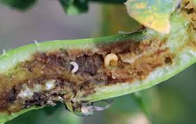 Attēlu rezultāti vaicājumam “Cribraria costata stalked”