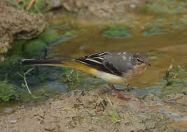 Attēlu rezultāti vaicājumam “Motacilla cinerea”