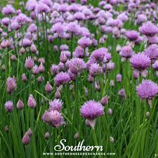 Attēlu rezultāti vaicājumam “Allium schoenoprasum fruit”