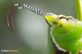 Attēlu rezultāti vaicājumam “Cerura vinula larva”