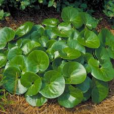 Attēlu rezultāti vaicājumam “Asarum europaeum leaf”