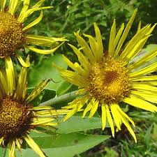 Image result for Inula helenium