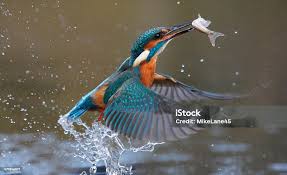 Attēlu rezultāti vaicājumam “Alcedo atthis”