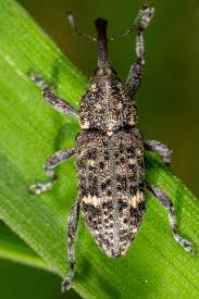 Attēlu rezultāti vaicājumam “Pissodes piniphilus”