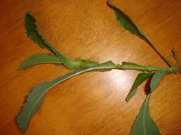 Attēlu rezultāti vaicājumam “Sonchus asper leaf”