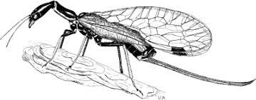 Attēlu rezultāti vaicājumam “Raphidioptera imago”