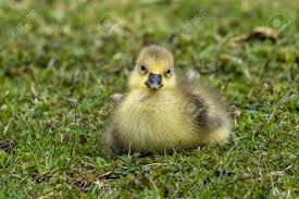 Attēlu rezultāti vaicājumam “Anser anser juvenile”