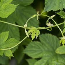 Attēlu rezultāti vaicājumam “Humulus lupulus leaf”
