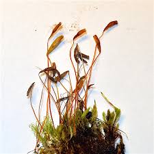 Attēlu rezultāti vaicājumam “Pohlia elongata”