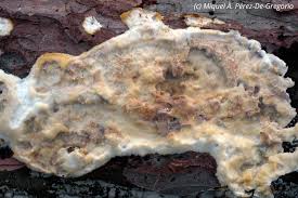 Attēlu rezultāti vaicājumam “Phlebiopsis gigantea”