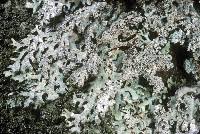 Attēlu rezultāti vaicājumam “Hypotrachyna sp.”