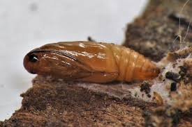 Attēlu rezultāti vaicājumam “Pammene rhediella”