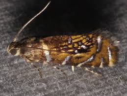 Attēlu rezultāti vaicājumam “Glyphipterigidae”