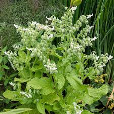 Image result for Borago officinalis