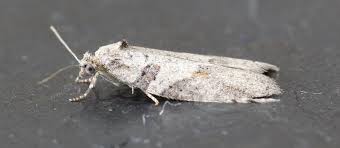 Attēlu rezultāti vaicājumam “Eana incanana”