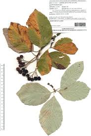 Attēlu rezultāti vaicājumam “Sorbus aria”