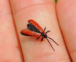 Attēlu rezultāti vaicājumam “Lygistopterus sanguineus”