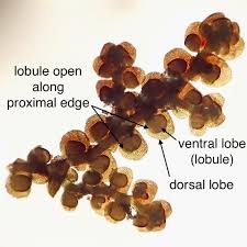 Attēlu rezultāti vaicājumam “Frullania tamarisci macro”