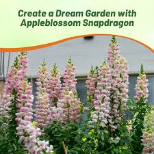 Image result for Antirrhinum majus maximum