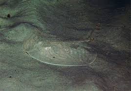 Image result for Raja radula