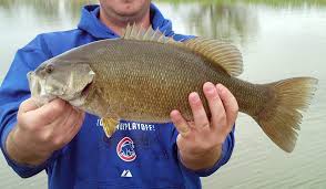 Image result for Micropterus dolomieu