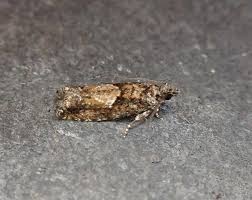 Attēlu rezultāti vaicājumam “Epinotia immundana”