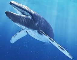 Image result for Balaenoptera borealis