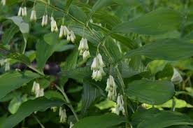 Attēlu rezultāti vaicājumam “Polygonatum odoratum bud”