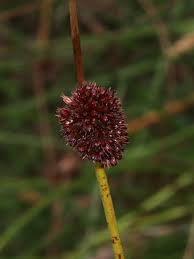 Attēlu rezultāti vaicājumam “Juncus conglomeratus”