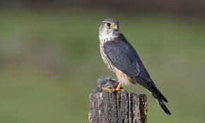 Image result for Falco columbarius