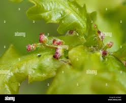 Attēlu rezultāti vaicājumam “Quercus robur female flower”