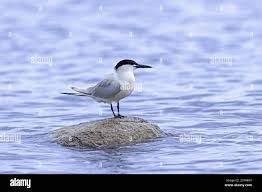 Attēlu rezultāti vaicājumam “Sterna sandvicensis adult”