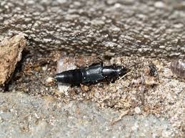 Billedresultat for rovbille