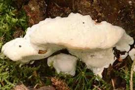 Attēlu rezultāti vaicājumam “Postia floriformis”