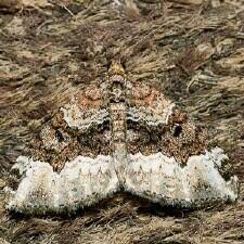 Attēlu rezultāti vaicājumam “Euphyia unangulata”