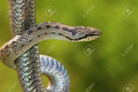 Attēlu rezultāti vaicājumam “Coronella austriaca”