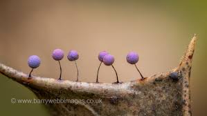 Attēlu rezultāti vaicājumam “Didymium squamulosum stalked”