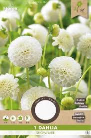 Image result for Dahlia `Snowflake`