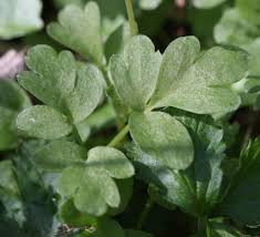 Attēlu rezultāti vaicājumam “Adoxa moschatellina leaf”