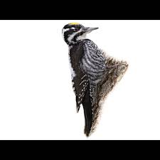 Attēlu rezultāti vaicājumam “Picoides tridactylus”