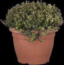 Attēlu rezultāti vaicājumam “Thymus pulegioides”