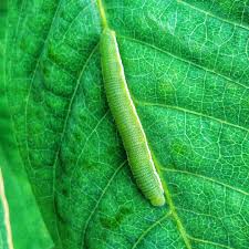 Attēlu rezultāti vaicājumam “Operophtera”