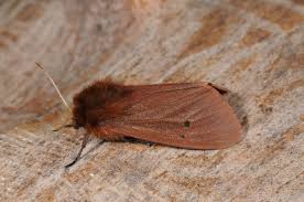 Attēlu rezultāti vaicājumam “Phragmatobia fuliginosa imago”