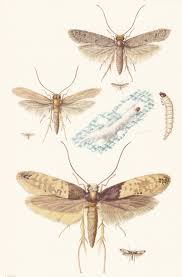Attēlu rezultāti vaicājumam “Tineidae”