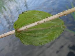 Attēlu rezultāti vaicājumam “Potamogeton praelongus leaf”