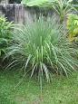 Cymbopogon - Wikipedia, the free encyclopedia