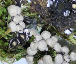 Attēlu rezultāti vaicājumam “Diderma subincarnatum”