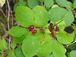 Attēlu rezultāti vaicājumam “Lonicera xylosteum fruit”