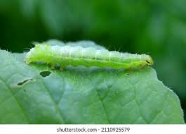 Attēlu rezultāti vaicājumam “Pterostoma palpina larva”