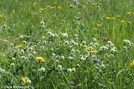Attēlu rezultāti vaicājumam “Trifolium montanum flower”